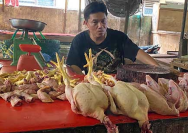 Harga Daging Ayam di Lubuk Linggau