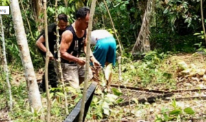 beruang madu Lubuk Linggau